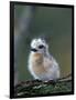 Baby White Tern on Branch, Midway Atoll National Wildlife Refuge, Hawaii, USA-Darrell Gulin-Framed Photographic Print