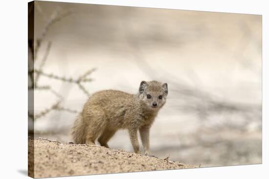 Baby Yellow Mongoose (Cynictis Penicillata), Kgalagadi Transfrontier Park, Northern Cape-Ann and Steve Toon-Stretched Canvas