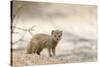 Baby Yellow Mongoose (Cynictis Penicillata), Kgalagadi Transfrontier Park, Northern Cape-Ann and Steve Toon-Stretched Canvas