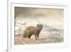 Baby Yellow Mongoose (Cynictis Penicillata), Kgalagadi Transfrontier Park, Northern Cape-Ann and Steve Toon-Framed Photographic Print