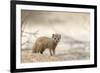 Baby Yellow Mongoose (Cynictis Penicillata), Kgalagadi Transfrontier Park, Northern Cape-Ann and Steve Toon-Framed Photographic Print