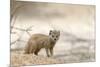 Baby Yellow Mongoose (Cynictis Penicillata), Kgalagadi Transfrontier Park, Northern Cape-Ann and Steve Toon-Mounted Photographic Print