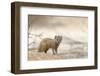 Baby Yellow Mongoose (Cynictis Penicillata), Kgalagadi Transfrontier Park, Northern Cape-Ann and Steve Toon-Framed Photographic Print