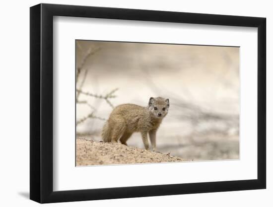 Baby Yellow Mongoose (Cynictis Penicillata), Kgalagadi Transfrontier Park, Northern Cape-Ann and Steve Toon-Framed Photographic Print