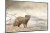 Baby Yellow Mongoose (Cynictis Penicillata), Kgalagadi Transfrontier Park, Northern Cape-Ann and Steve Toon-Mounted Photographic Print