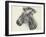 Baby Zebra, 2000-Odile Kidd-Framed Giclee Print