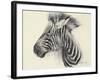Baby Zebra, 2000-Odile Kidd-Framed Giclee Print