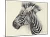Baby Zebra, 2000-Odile Kidd-Mounted Giclee Print