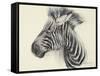 Baby Zebra, 2000-Odile Kidd-Framed Stretched Canvas