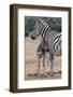 Baby Zebra and Mother-Four Oaks-Framed Photographic Print