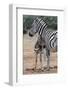 Baby Zebra and Mother-Four Oaks-Framed Photographic Print