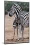 Baby Zebra and Mother-Four Oaks-Mounted Photographic Print