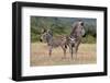 Baby Zebra and Mother-Four Oaks-Framed Photographic Print