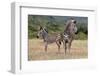 Baby Zebra and Mother-Four Oaks-Framed Photographic Print