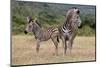 Baby Zebra and Mother-Four Oaks-Mounted Photographic Print
