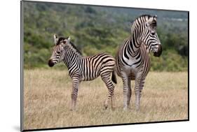 Baby Zebra and Mother-Four Oaks-Mounted Photographic Print