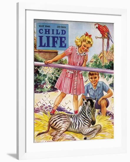 Baby Zebra - Child Life, May 1946-Katherine Wireman-Framed Giclee Print