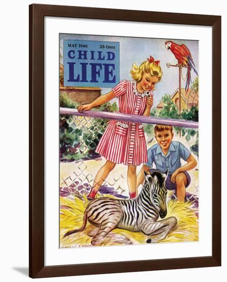 Baby Zebra - Child Life, May 1946-Katherine Wireman-Framed Giclee Print