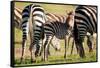 Baby zebra, Masai Mara, Kenya, East Africa, Africa-Karen Deakin-Framed Stretched Canvas