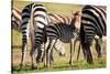Baby zebra, Masai Mara, Kenya, East Africa, Africa-Karen Deakin-Stretched Canvas
