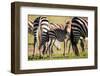 Baby zebra, Masai Mara, Kenya, East Africa, Africa-Karen Deakin-Framed Photographic Print