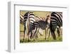 Baby zebra, Masai Mara, Kenya, East Africa, Africa-Karen Deakin-Framed Photographic Print