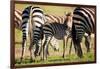 Baby zebra, Masai Mara, Kenya, East Africa, Africa-Karen Deakin-Framed Photographic Print