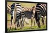 Baby zebra, Masai Mara, Kenya, East Africa, Africa-Karen Deakin-Framed Photographic Print