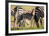 Baby zebra, Masai Mara, Kenya, East Africa, Africa-Karen Deakin-Framed Photographic Print