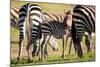 Baby zebra, Masai Mara, Kenya, East Africa, Africa-Karen Deakin-Mounted Photographic Print
