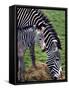 Baby Zebra with Mum Edinburgh Zoo, December 2001-null-Framed Stretched Canvas