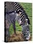 Baby Zebra with Mum Edinburgh Zoo, December 2001-null-Stretched Canvas