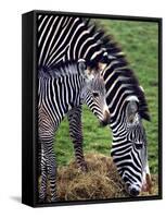 Baby Zebra with Mum Edinburgh Zoo, December 2001-null-Framed Stretched Canvas