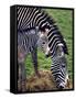 Baby Zebra with Mum Edinburgh Zoo, December 2001-null-Framed Stretched Canvas