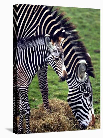 Baby Zebra with Mum Edinburgh Zoo, December 2001-null-Stretched Canvas