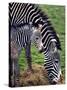 Baby Zebra with Mum Edinburgh Zoo, December 2001-null-Stretched Canvas