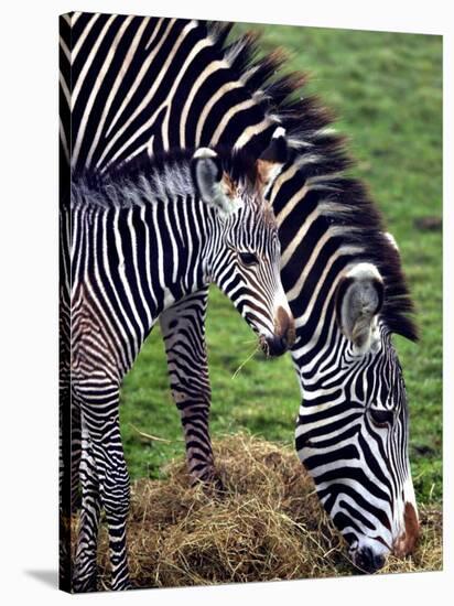 Baby Zebra with Mum Edinburgh Zoo, December 2001-null-Stretched Canvas