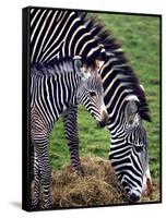 Baby Zebra with Mum Edinburgh Zoo, December 2001-null-Framed Stretched Canvas