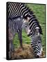 Baby Zebra with Mum Edinburgh Zoo, December 2001-null-Framed Stretched Canvas