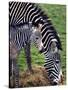 Baby Zebra with Mum Edinburgh Zoo, December 2001-null-Stretched Canvas