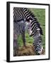 Baby Zebra with Mum Edinburgh Zoo, December 2001-null-Framed Premium Photographic Print