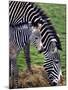 Baby Zebra with Mum Edinburgh Zoo, December 2001-null-Mounted Premium Photographic Print