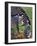 Baby Zebra with Mum Edinburgh Zoo, December 2001-null-Framed Photographic Print