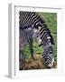 Baby Zebra with Mum Edinburgh Zoo, December 2001-null-Framed Photographic Print