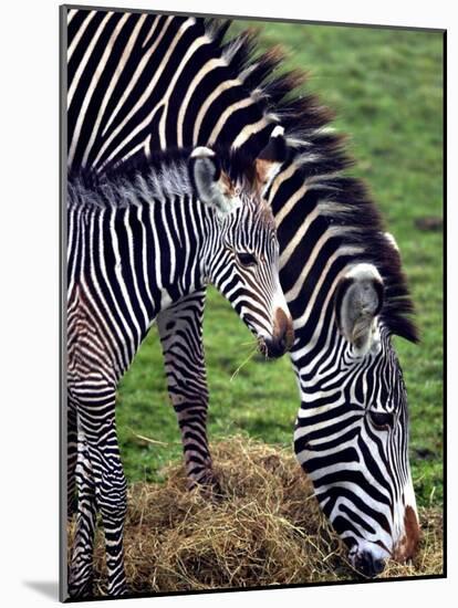 Baby Zebra with Mum Edinburgh Zoo, December 2001-null-Mounted Photographic Print