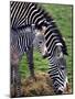 Baby Zebra with Mum Edinburgh Zoo, December 2001-null-Mounted Photographic Print