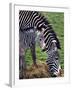 Baby Zebra with Mum Edinburgh Zoo, December 2001-null-Framed Photographic Print