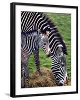 Baby Zebra with Mum Edinburgh Zoo, December 2001-null-Framed Photographic Print