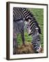 Baby Zebra with Mum Edinburgh Zoo, December 2001-null-Framed Photographic Print