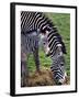 Baby Zebra with Mum Edinburgh Zoo, December 2001-null-Framed Photographic Print